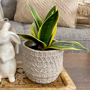 Textured Cement Planter - Modern Minimalist Flower Pot for Succulents & Indoor Plants